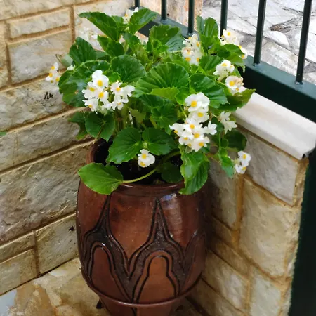 Apartament Eleni-areti *